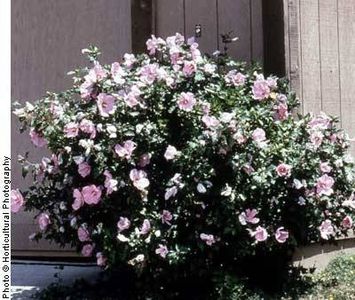 rose of mallow,st josephs rod,shrub althea,rose of althea,blve bird,خمیرو،چای ترش،چای ملکه